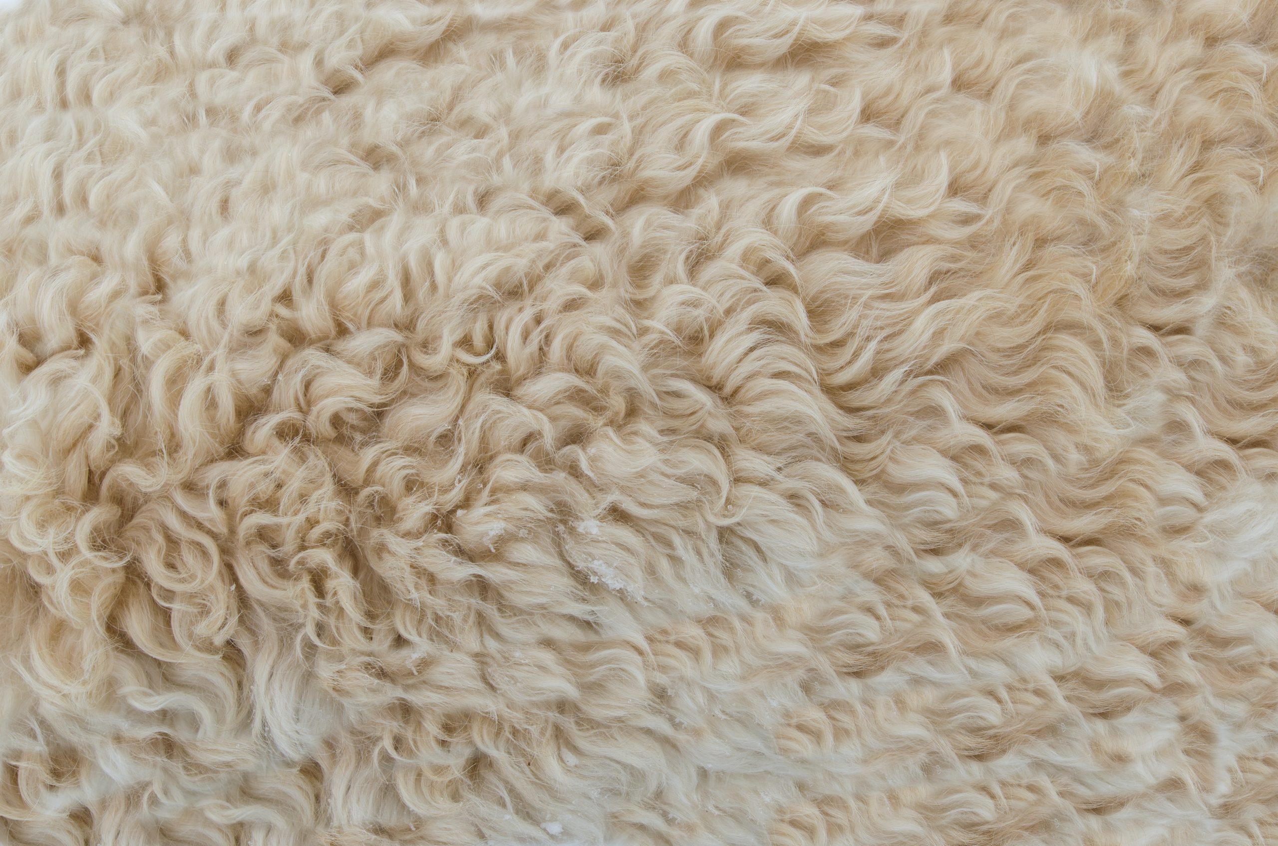 how to clean wool rug