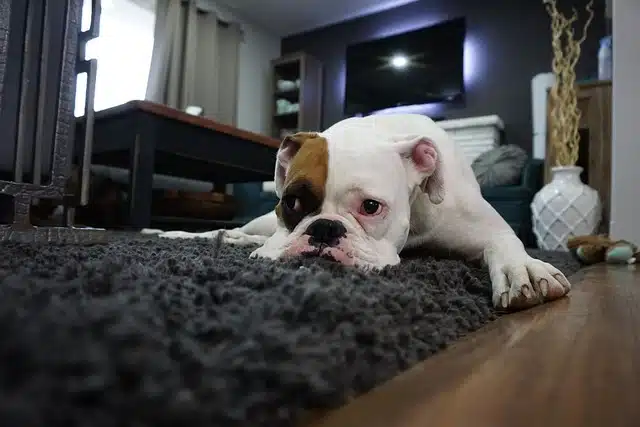 fleas in carpets